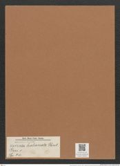 Navicula halionata Pant. (de-Toni-Nr.: Genus 1, Species 30) Zeichnungen Sammlung Grunow Mappe 00022 (Herbarium_W_Grunow_drawings_Folder_00022)